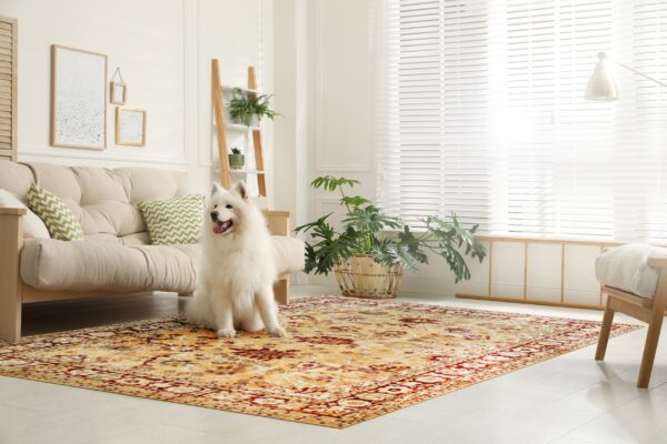 A white dog sits on a low-pile traditional gold and red rug in a bright, minimalist living room.