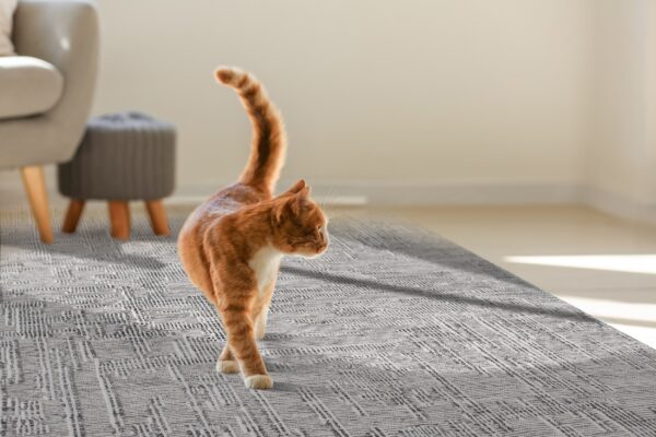 An orange cat walks across a textured grey and white geometric pattern rug in a sunny room.