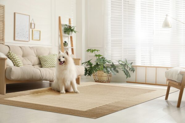 White dog sits on a tan striped rug in a bright, minimalist living room with a light wood futon.