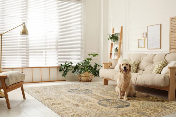 Cream rug with blue and gold geometric patterns anchors a bright room with a dog and a cream sofa.